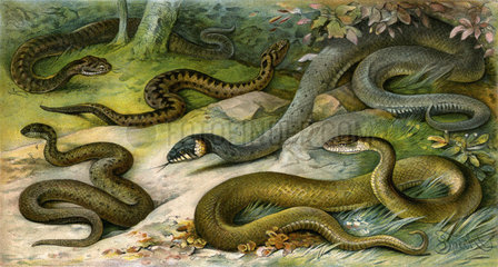 Heimische Schlangen  1912