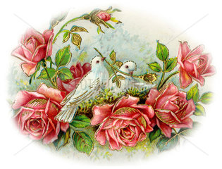 zwei Turteltauben  Rosen  Symbol Liebe  1911