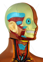 Kopf  medizinisches Modell  um 1975