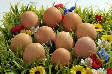 10 Eier liegen im Gras