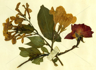 gepresste Blumen  1893