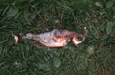 Toter angefressener Fisch liegt im Gras