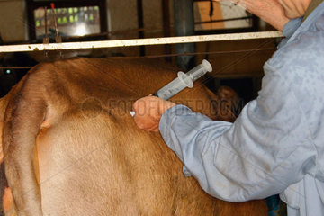 Tierarzt bei der Behandlung eine Kuh Euterentzuendung in einem Suedtiroler Bauernhof.