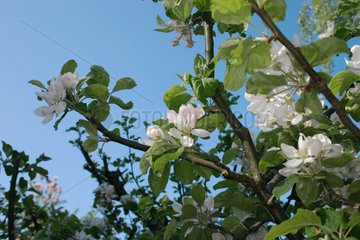 Bluehender Apfelbaum