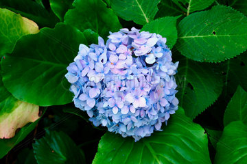 Hydrangea - Blau Hortensie