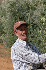 Olivenernte in Andalusien
