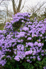 Rhododendron praecox Bluete.
