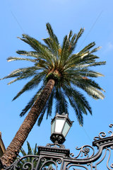 Italy  Rome - Palmen Baum
