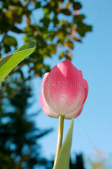 Pink Tulpe