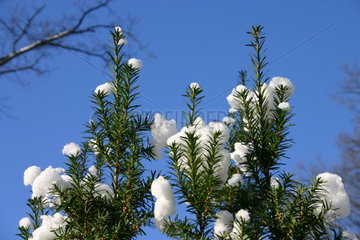 Baumspitze mit Schneebedeckt