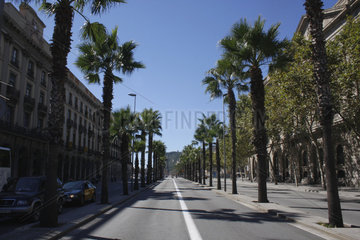 Palmen in Barcelona