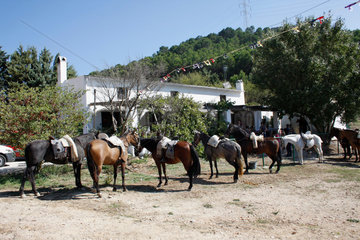 andalusische Pferde