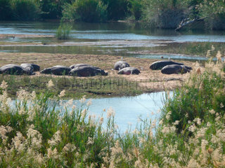 Nilpferde im Krueger Nationalpark