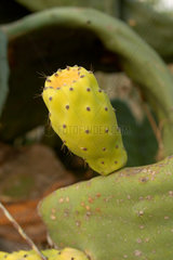 Kaktusfeige (opuntia ficus indica) auf den liparischen Inseln  Italien.