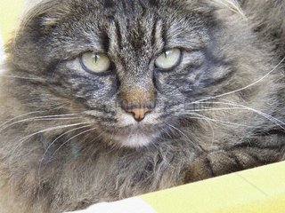 Katze close-up.