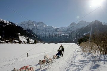 Schlittenhunderennen in Lenk im Berner Oberland