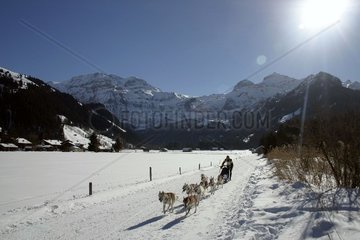 Schlittenhunderennen in Lenk im Berner Oberland