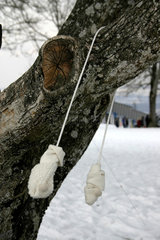 Kinderhandschuhe haengen an Baum im Winter.