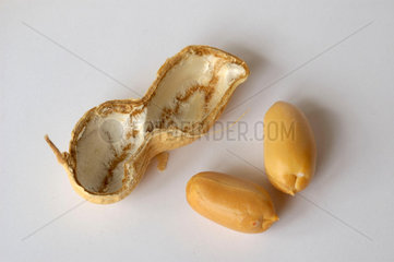Erdnuss (peanut) Studioufnahme.