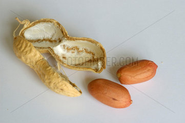 Erdnuss (peanut) Studioufnahme.
