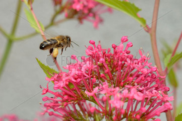 Mit Pollen schwer beladene Biene fliegt zu Blueten.