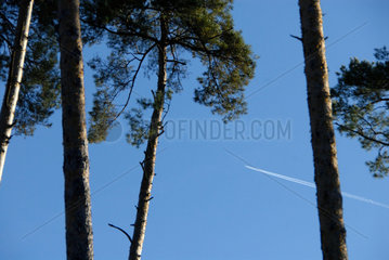 Kondensstreifen eines Flugzeugs ueber einem Wald.