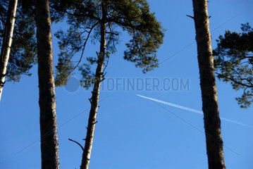 Kondensstreifen eines Flugzeugs ueber einem Wald.