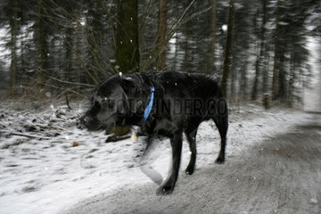 Hund im Winterwald.