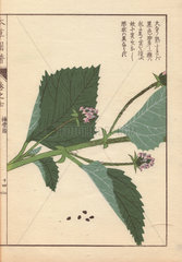Leaves and pink flowers of Babchi  or scurf pea  Psoralea corylifolia L.