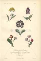 Five border plants: golden queen  large self-heal  primrose  clove pink and daisies.