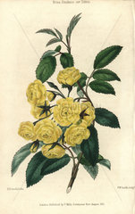 Many small yellow roses  Lady Banks rose  Rosa Banksiae var. lutea
