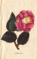 Rose camellia  Camellia japonica