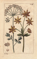 Anise or aniseed plant with flowers and seeds  Pimpinella anisum