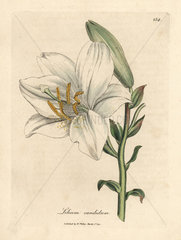 Common white lily  Lilium candidum