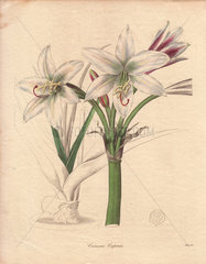 A white-flowered spider lily Crinum capense