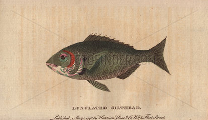 Lunulated gilthead or gilt-head (sea) bream Sparus aurata