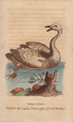 Wild swan  hooper or whooper swan Cygnus cygnus (Anas cygnus or Cygnus ferus)