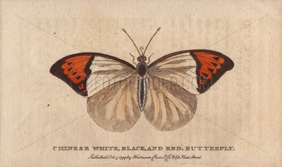 Chinese white  black and red butterfly