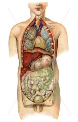 menschliche Organe  Eingeweide  Illustration  1905