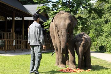 CHINA-YUNNAN-WILD ASIAN ELEPHANTS-RESCUE(CN)