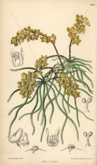 Sarcochilus luniferus  yellow orchid native to Burma