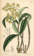 Dendrobium gracilicaule  native of eastern Australia.