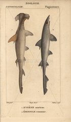 Hammerhead and common smooth hound shark