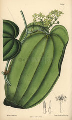 Smilax ornata  native to Mexico