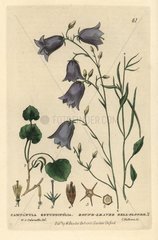 Round-leaved bellflower  Campanula rotundifolia