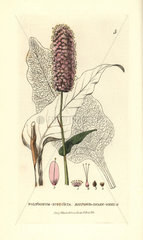 Bistort or snakeweed  Polygonum bistorta