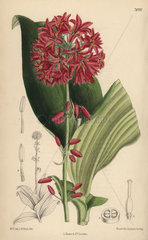 Clintonia andrewsiana  bead lily native to California.