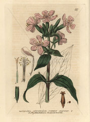 Soapwort  Saponaria officinalis