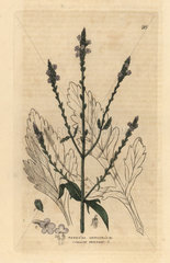 Common vervain  Verbena officinalis