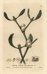 Misseltoe or mistletoe  Viscum album